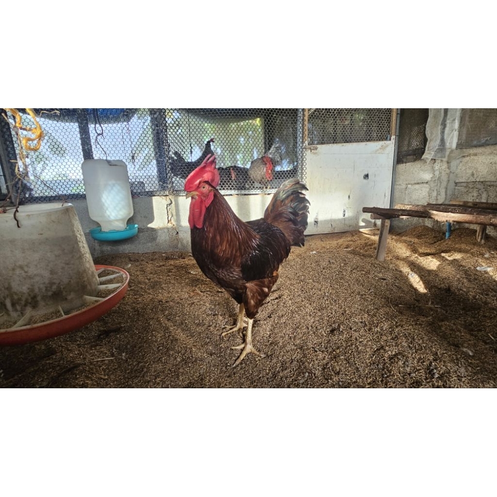 🥚 ไข่เชื้อไก่ Rhode Island Red (RIR) แท้ 100%