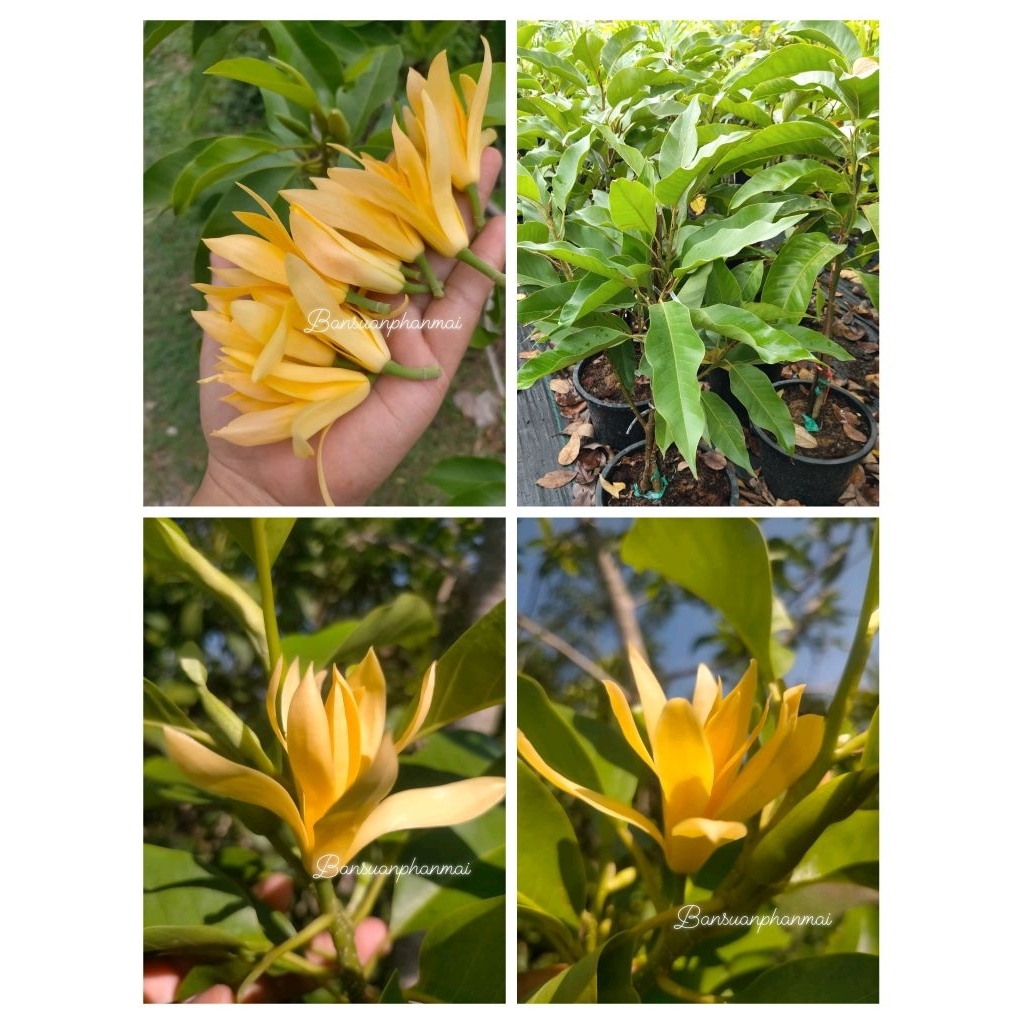 ต้นจำปีสีทอง กระถางต้นทาบกิ่ง80-100ซม.