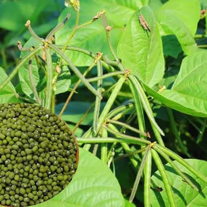MUNG BEAN 20 Seeds Green Beans for Making Snacks