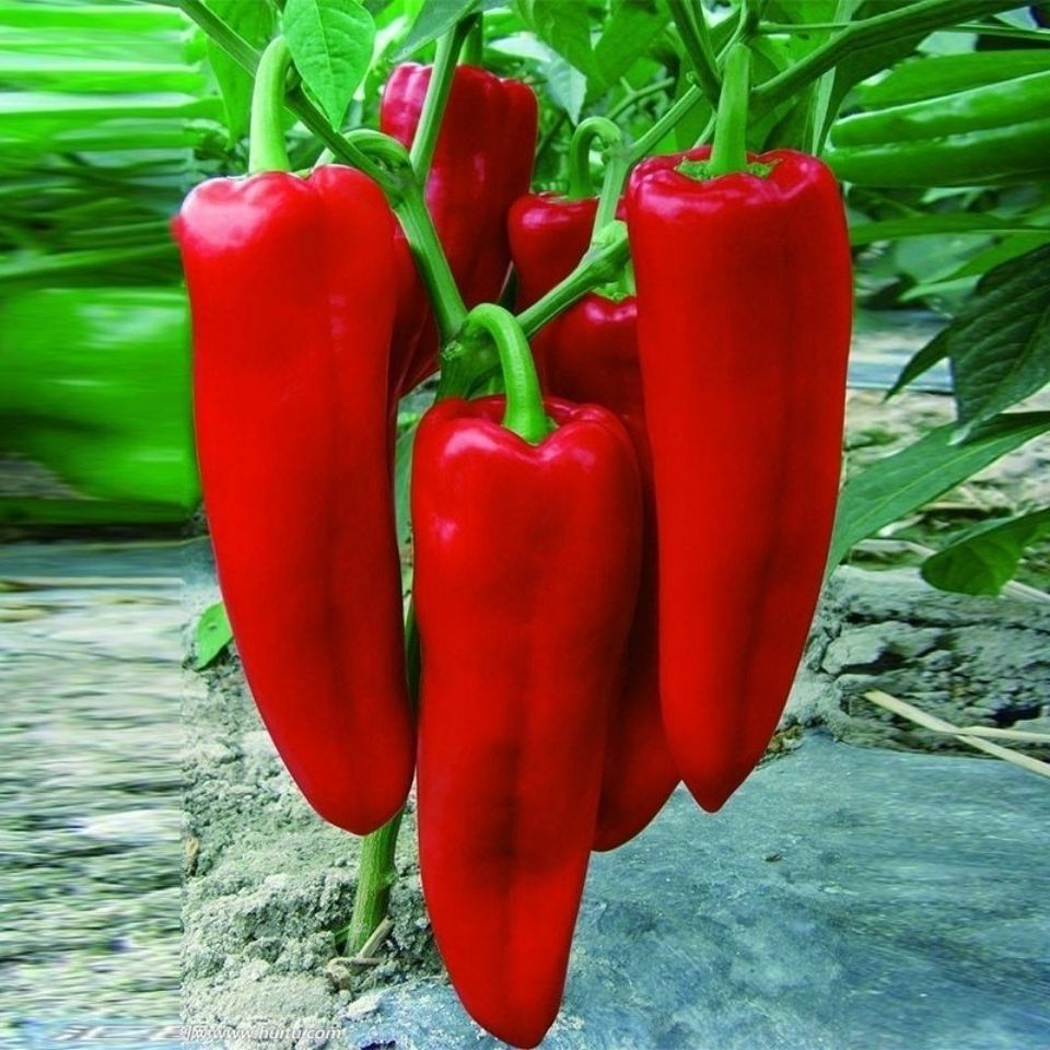 เมล็ดพันธุ์พริกหยวกลูกผสม 100 เมล็ด | พันธุ์แท้ ปลูกง่าย Bell pepper Seeds