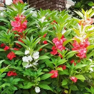 เมล็ดพันธุ์ ดอกเทียนซ้อน คละสี 500เมล็ด ถูกที่สุด เมล็ดพันธุ์ พร้อมส่งจากไทย