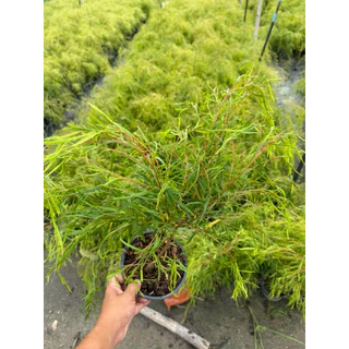 ต้นหลิวออสเตรเลีย "หลิวออสเตรเลีย" (Australian Willow) ขนาดกระถาง6นิ้ว