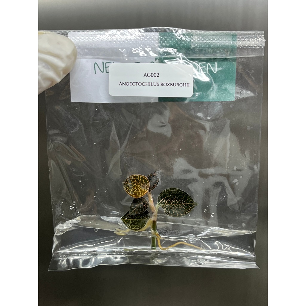 ไม้เนื้อเยื่อ: ว่านไหมนา เอื้องไหมนา: Anoectochilus Roxburghii Tissue Culture (1 plant/bag)