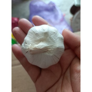 กระเทียมจีนปิงปอง มี 2 ขนาด 500 กรัมกับ 1 กิโลกรัม