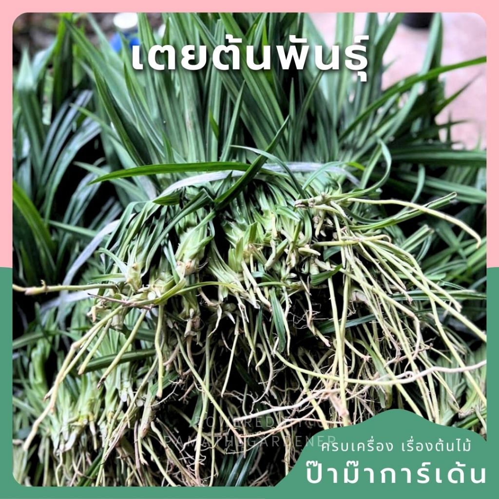 เตยหอม (ต้นพันธุ์) มัด 50 ต้นฟรี 10  ตัดมีรากสามารถนำไปปลูกได้ ของแท้มีหนาม Fragrant pandan