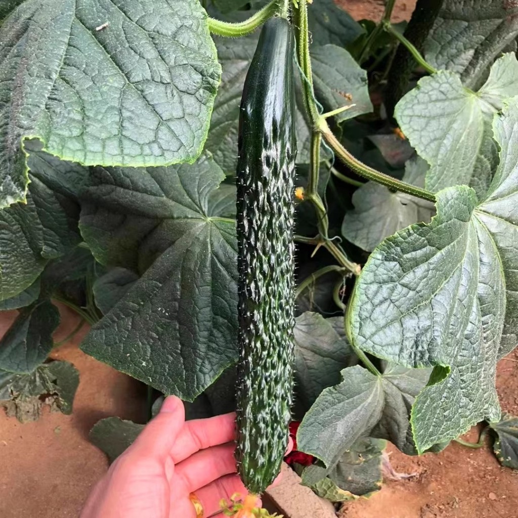 เมล็ดแตงกวาญี่ปุ่น เมล็ดพันธุ์แตงกวา High Yield Japan Cucumber Seeds for Sale (30 Pcs/pack) Green Cucumber Seeds Long - รูปที่ 6