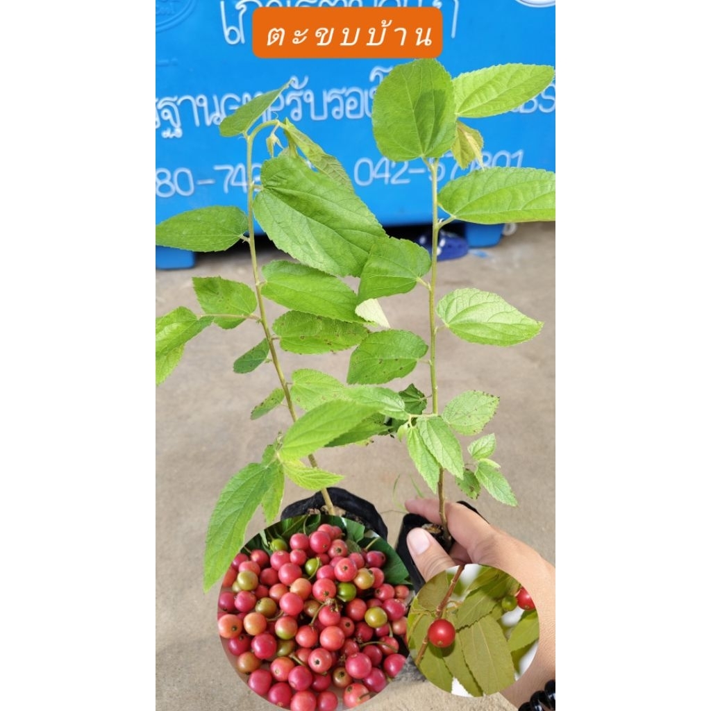 🌳 ต้นตะขบบ้าน สูง30-40ซม.ผลไม้ & สมุนไพรพื้นบ้าน มากประโยชน์ โตไวเหมาะสำหรับปลูกทำร่มเงา ราคาถูก ผลกินได้


