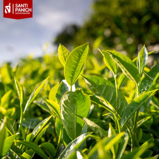 ชาเขียวมัทฉะ Nishio Matcha – Premium Grade มัทฉะญี่ปุ่นแท้ จากเมือง Nishio จังหวัด Aichi (ขนาด 50g./100g.)