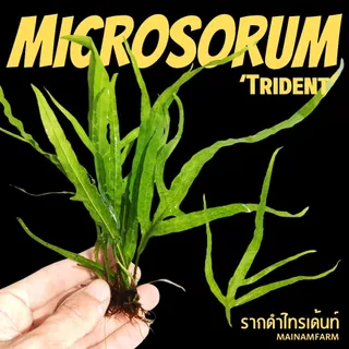 รากดำ ‘ไทรเด้นท์’ เลือกขนาดได้ – MICROSORUM PTEROPUS ‘TRIDENT’ ต้นไม้น้ำ
