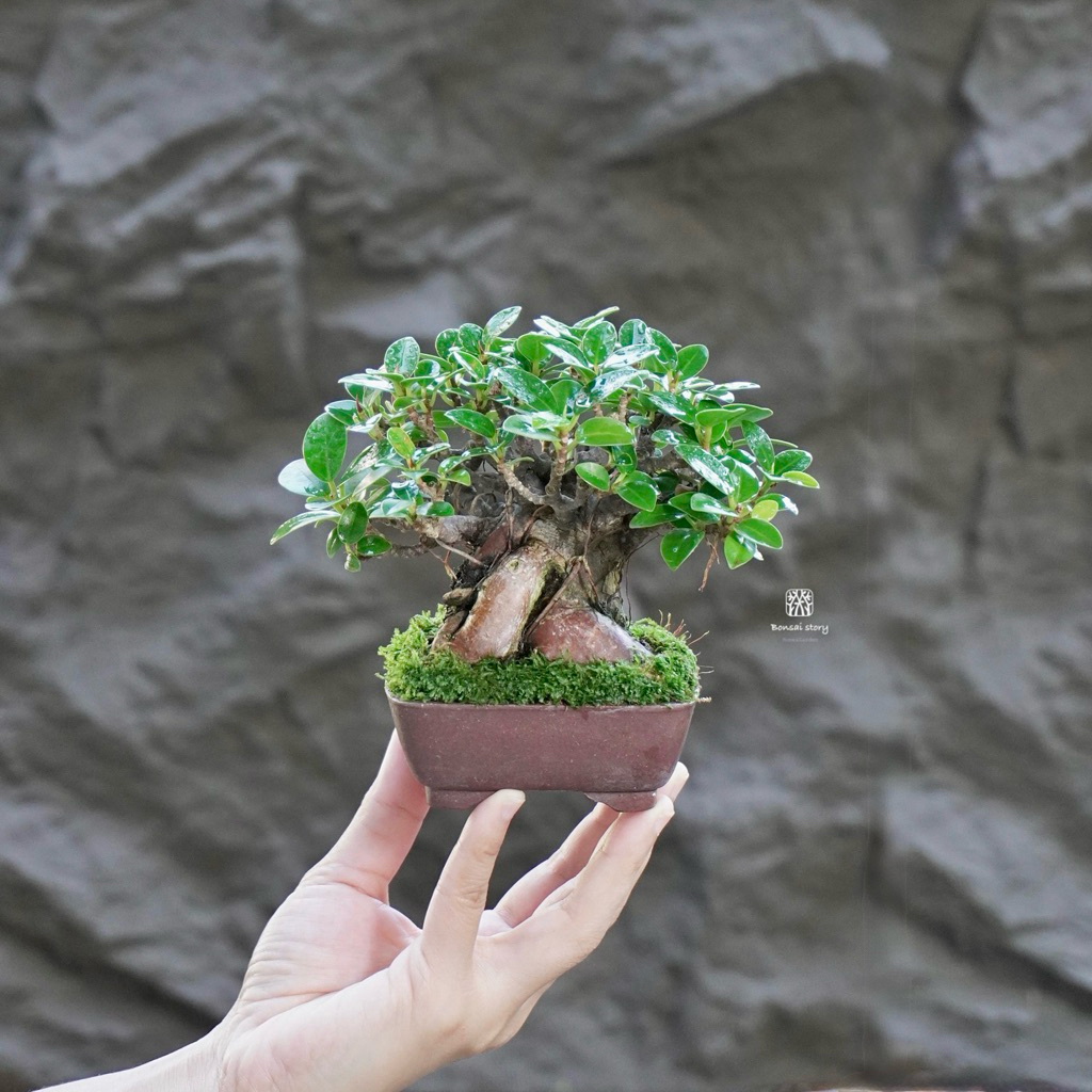 ♥︎ | บอนไซจิ๋ว ไทรช้อนเงินช้อนทอง⋆˚  ˚⋆ ((พร้อมส่ง✅))  มีวิธีการดูแล+ปุ๋ยแถมไปให้ค่ะ 〰️