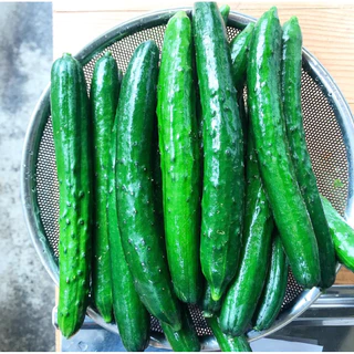 เมล็ดพันธุ์แตงกวาญี่ปุ่น F1 King of Hea | เมล็ดแท้นำเข้า | 35–70 เมล็ด | งอก 95%