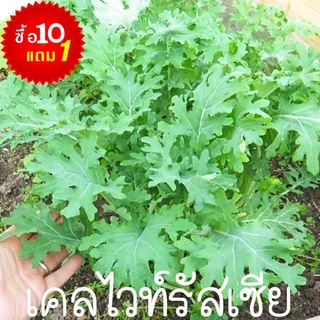 ชุดเคล🎈10แถม1++🎯ถูกที่สุด 10 บ.🎯เมล็ดพันธุ์ชุดคะน้าเคล10 บ.🌿ขายดีที่สุด🌱 เคลใบหงิก🌱เคลสการ์เลต🌿 เคลแดงรัสเซีย🌿 ไดโนเคล