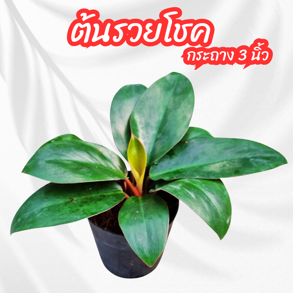 ต้นรวยโชค ต้นไม้มงคล กระถาง 3 นิ้ว ฟิโลเดนดรอน เรด คองโก ใบสีเขียวเข้ม ใบอ่อนสีแดงอมม่วง โคนใบรูปหัวใจ ใบหนา มันวาว