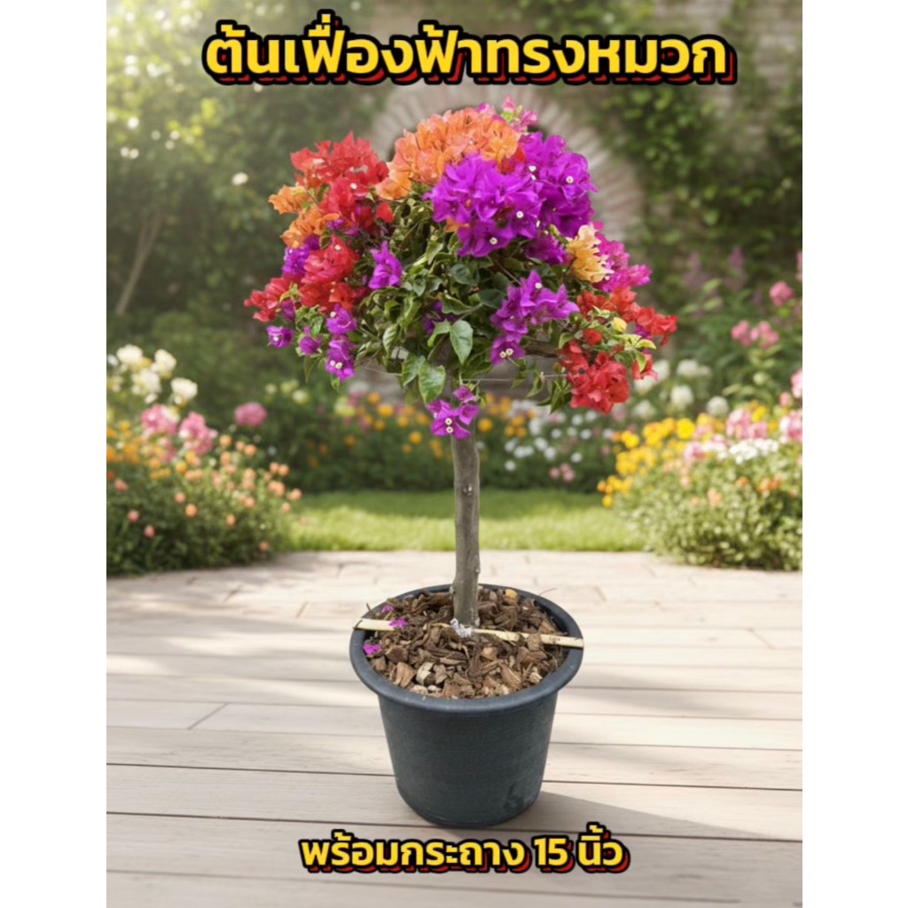 ต้นเฟื่องฟ้าทรงหมวก สูง100-110cm พร้อมกระถาง15นิ้ว พร้อมส่งในไทย