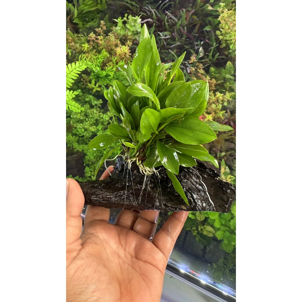 อเมซอนพันขอน และ อเมซอนเกาะมอส พันขอน ไม้น้ำ แต่งตู้ปลา หรือ อ่างบัว ปลูกง่าย เขียวสด โตเร็ว