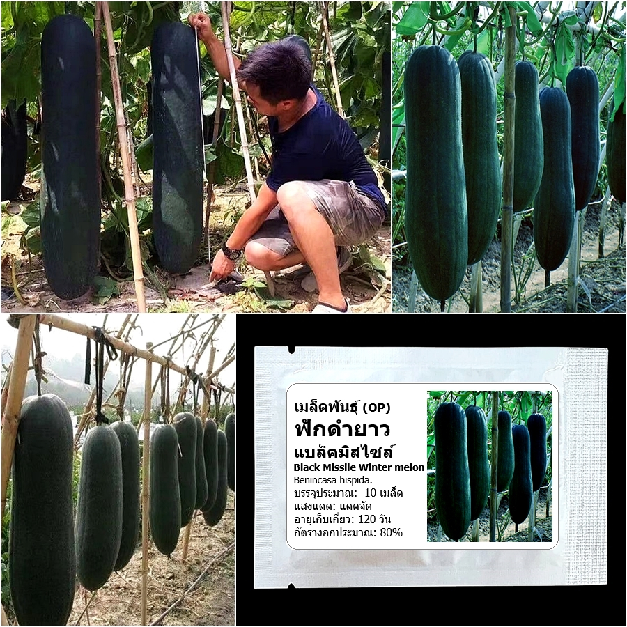 เมล็ดพันธุ์ ฟักดำยาว แบล็คมิสไซล์ Black Missile Winter Melon Seed 10 เมล็ด คุณภาพดี ของแท้ 100%