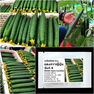 เมล็ดพันธุ์ แตงกวาญี่ปุ่น ชินกิ4 Shinki4 Japanese Cucumber F1 Seed 20 เมล็ด คุณภาพดี ของแท้ 100%