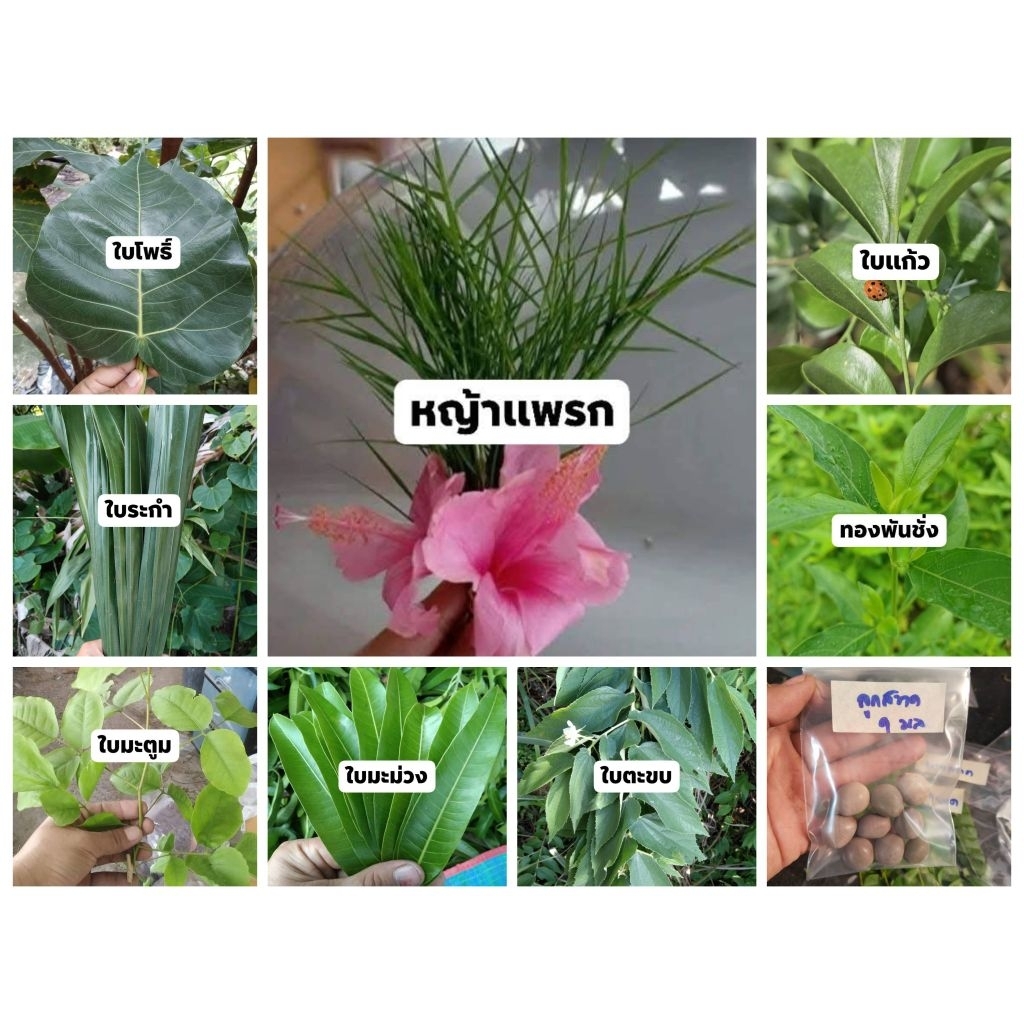 ใบไม้มงคล ชนิดละ9ใบ ราคา 19 บาท (เพื่อใช้ในพิธีมงคลต่างๆ)รับจัดหาตามสั่งมีให้เลือกมากมายกว่า 50 รายการ