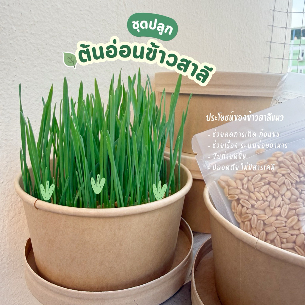 ⊹ ปลูกข้าวสาลี ⊹ เซตปลูกข้าวสำหรับน้องแมว | chaco_shopp