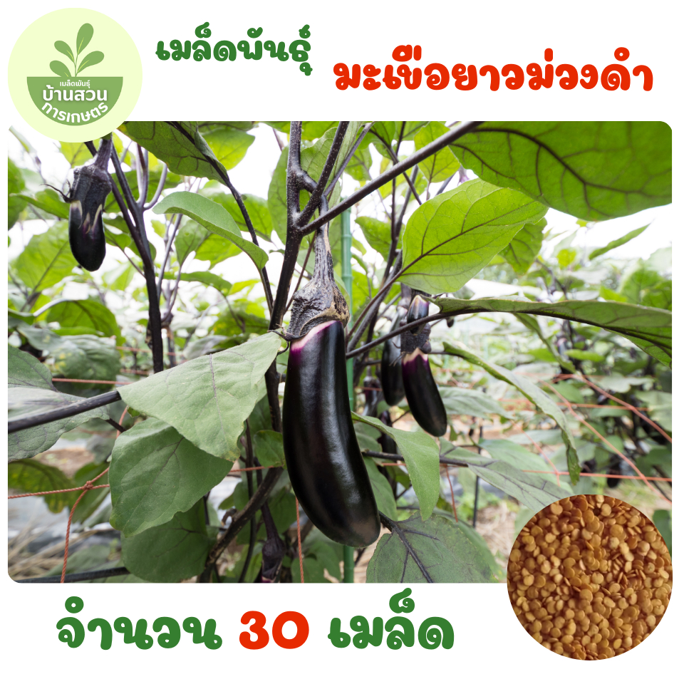 เมล็ดพันธุ์มะเขือยาวม่วงดำ จำนวน  30 เมล็ด