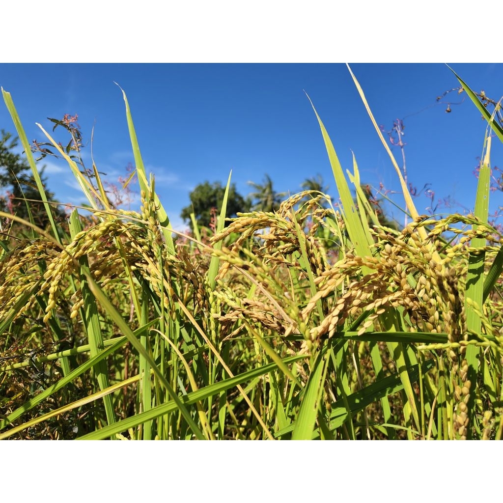 เมล็ดพันธุ์ข้าวญี่ปุ่น สายพันธุ์ "โคชิฮิคาริ" (Kochi hikari) ราคาต่อ 1 กิโลกรัม