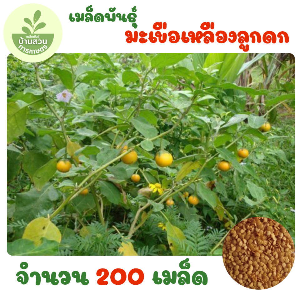เมล็ดพันธุ์มะเขือเหลืองลูกดก จำนวน 200 เมล็ด