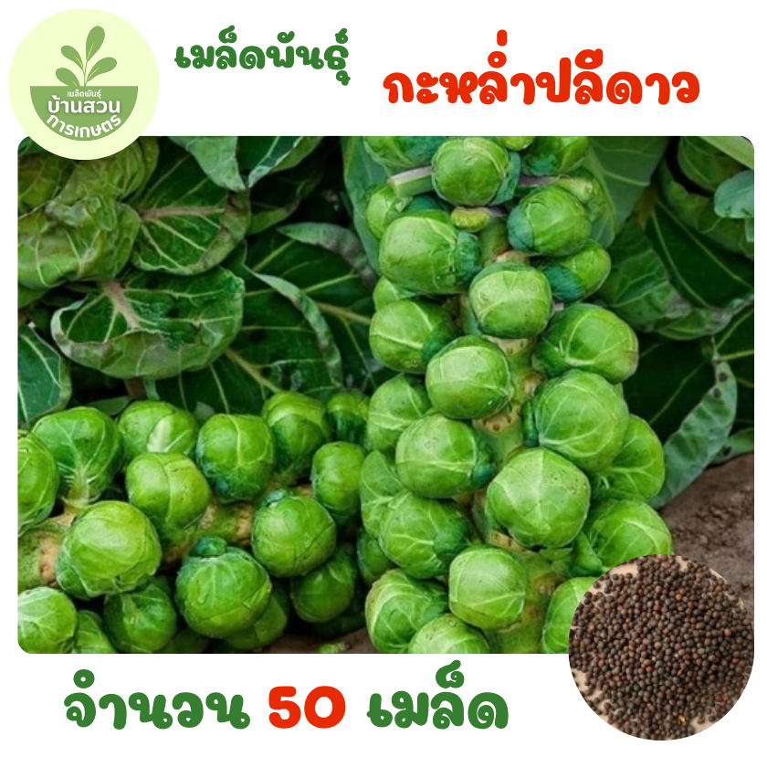 เมล็ดพันธุ์กะหล่ำปลีดาว จำนวน 50 เมล็ด