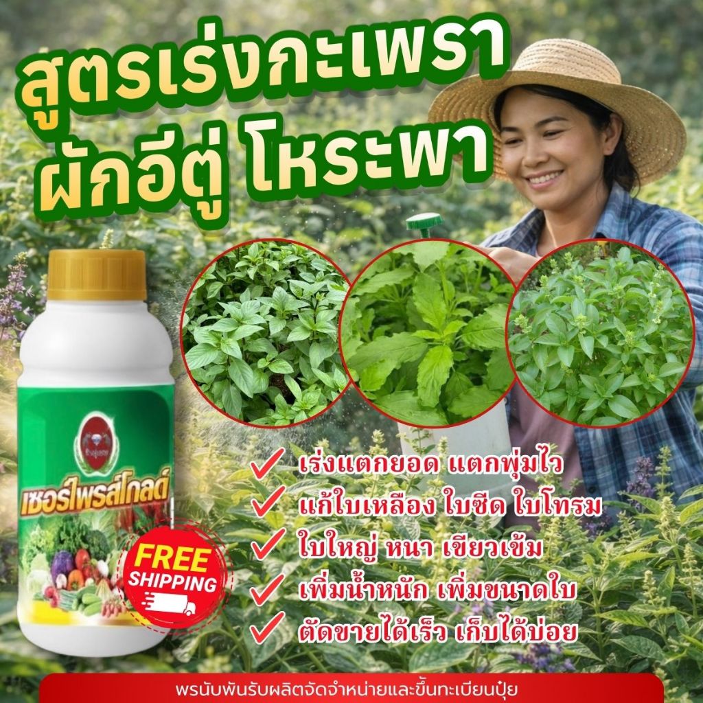 แตกยอดไว ใบเขียว ใบใหญ่ มีน้ำหนัก ต้อง!! เซอร์ไพรส์โกลด์ ตัวจริงเรื่องพืช สูตรเร่งกะเพรา โหระพา ผักอีตู่