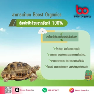 [เกรดพรีเมี่ยม]อัลฟาฟ่าอัดเม็ด100% จากอิตาลี่ (15 kg) เหมาะกับเต่าบกและสัตว์กินพืช สัตว์ฟันแทะ Alfalfa Pellet