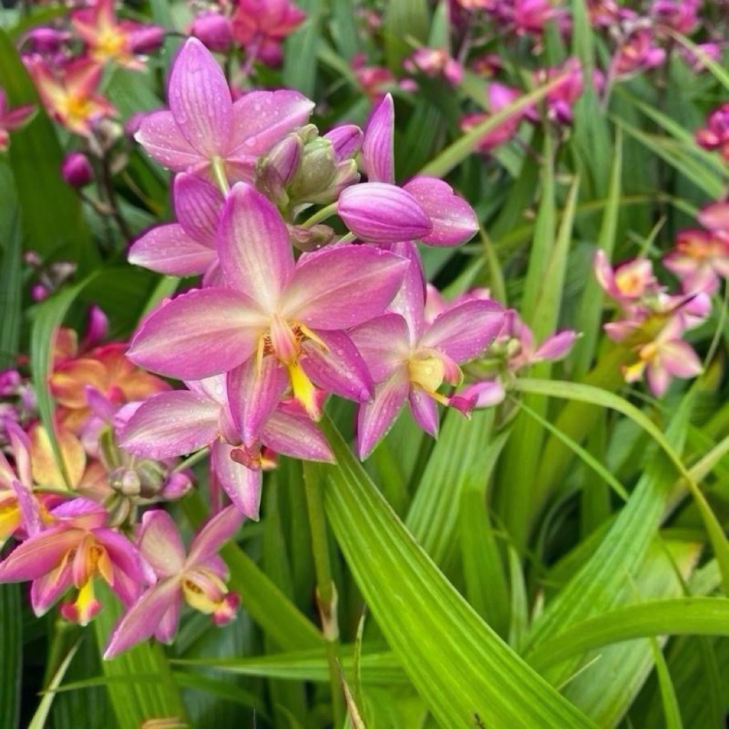 กล้วยไม้ดิน6ต้น6สีสวยๆ-ชุดสีหวานๆ(จัดส่งแบบแกะต้นไม่มีดอก)เลี้ยงง่ายดอกบานนานทน1-3เดือน - รูปที่ 7