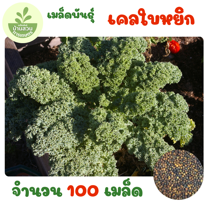 เมล็ดพันธุ์เคลใบหยิก จำนวน 100 เมล็ด