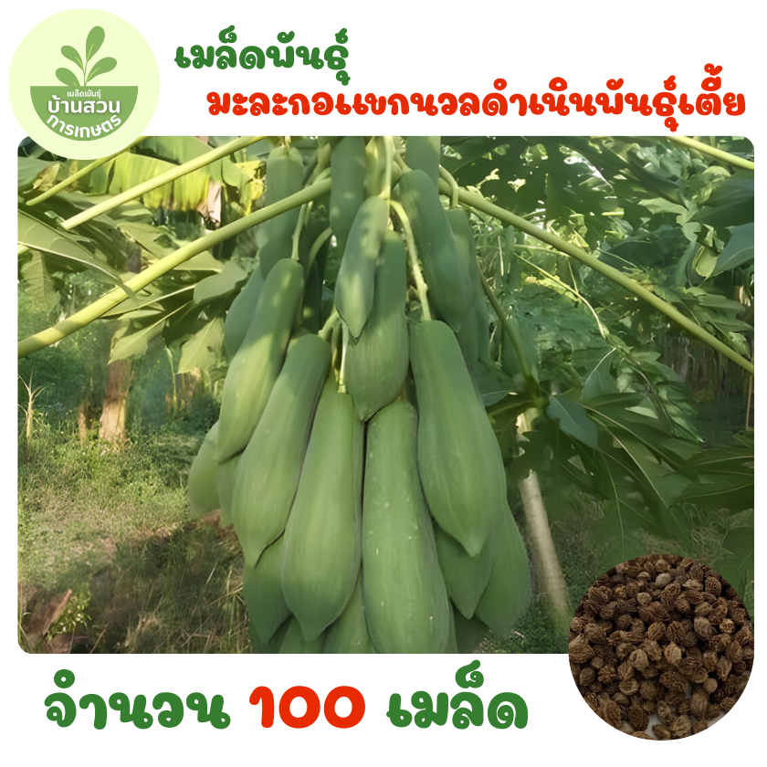 เมล็ดพันธุ์มะละกอแขกนวลดำเนินพันธุ์เตี้ย จำนวน 100 เมล็ด