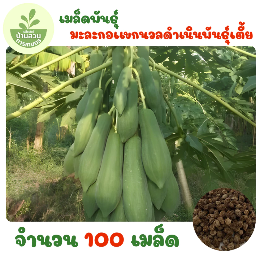 เมล็ดพันธุ์มะละกอแขกนวลดำเนินพันธุ์เตี้ย จำนวน 100 เมล็ด