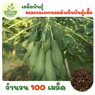 เมล็ดพันธุ์มะละกอแขกนวลดำเนินพันธุ์เตี้ย จำนวน 100 เมล็ด