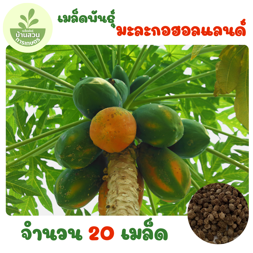 เมล็ดพันธุ์มะละกอฮอลแลนด์ จำนวน 20 เมล็ด