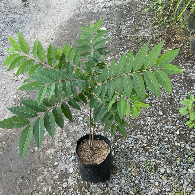 ต้นเซียงชุน 香椿樹(Toona sinensis) (ความสูง 50-70cm)
