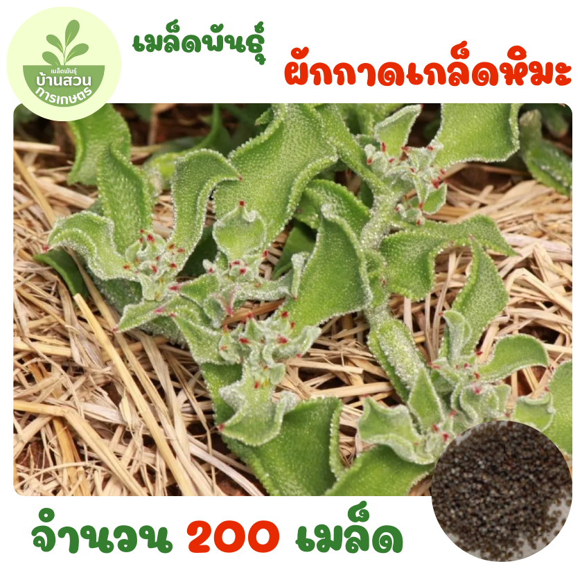 เมล็ดพันธุ์ผักกาดเกล็ดหิมะ จำนวน 200 เมล็ด