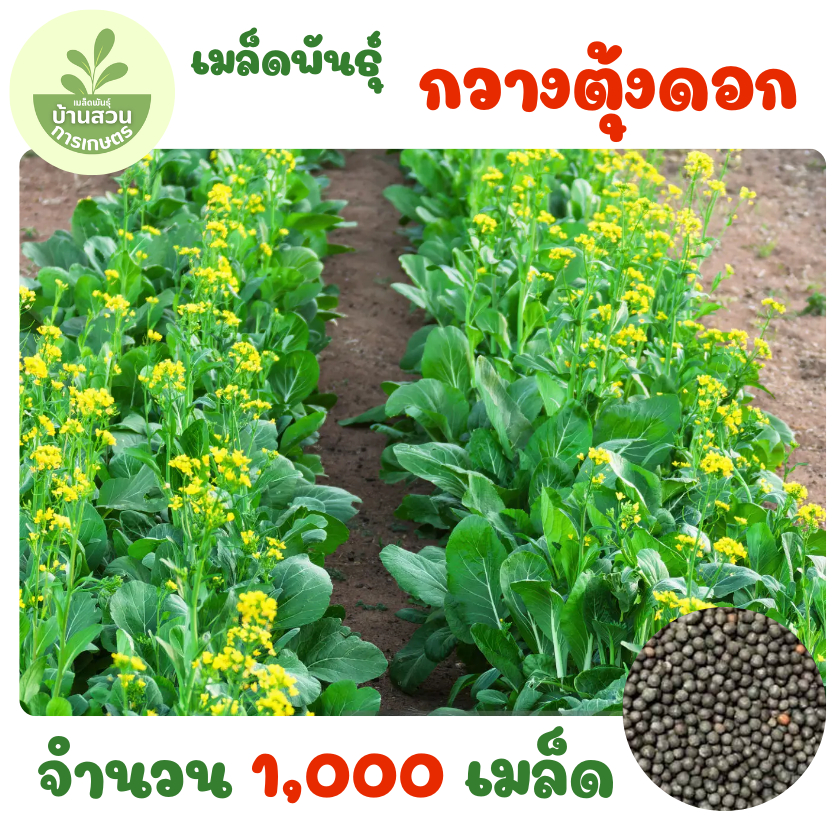 เมล็ดพันธุ์กวางตุ้งดอก จำนวน 1,000 เมล็ด