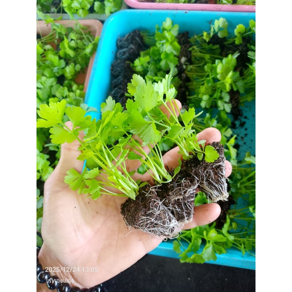 10 แถม 2 ต้นกล้าตั้งโอ๋/ขึ้นฉ่ายพร้อมปลูกต้นใหญ่รากเดินดี