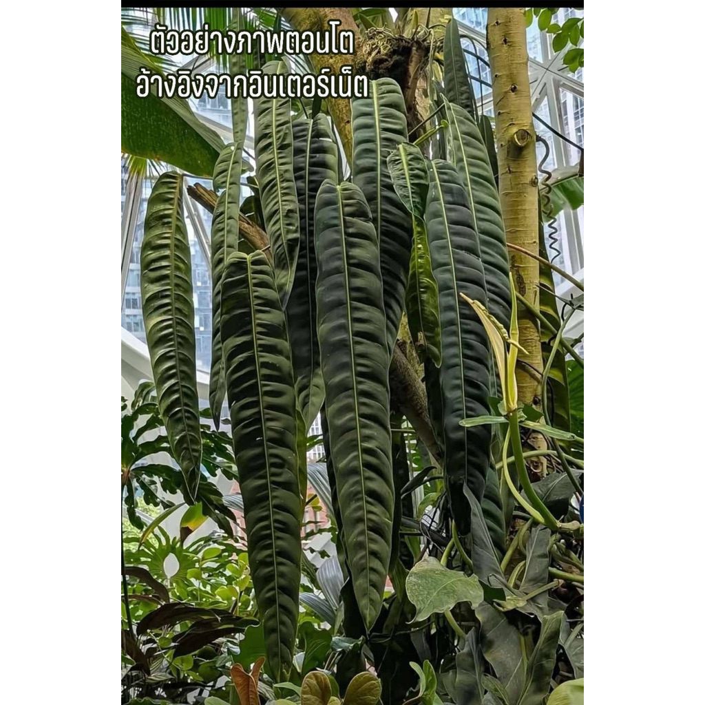 ฟิโลเดรนดอน แพทริเชีย Philodendron patriciae  ไม้ฟอร์มสวยน่าสะสม  เป็นฟิโลเดรนดอนที่หายากและมีราคาแพง