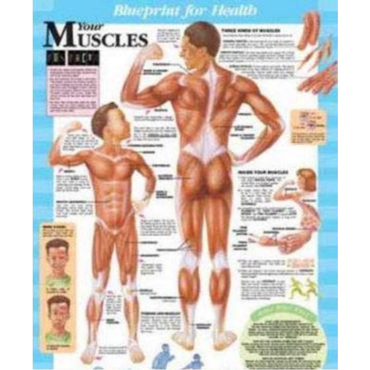 แผ่นโปสเตอร์ Blueprint for Health Your Muscles Chart (Paper) ed 1/2003