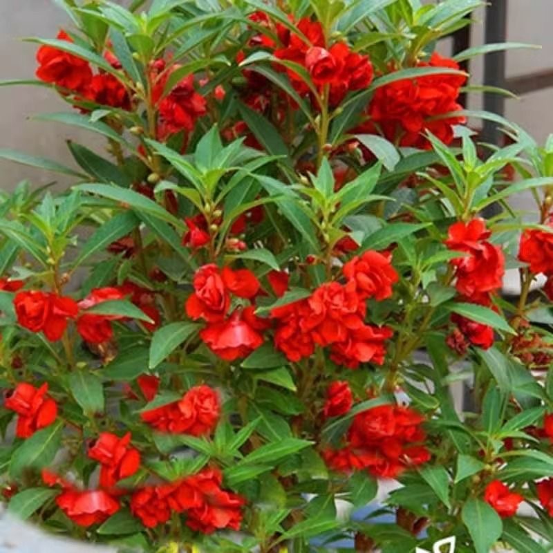 100 เมล็ด เมล็ดดอกเทียน เทียนดอก เทียนสวน เทียนไทย Impatiens balsamina Seeds ดอกคละสี High quality and high yield - รูปที่ 7