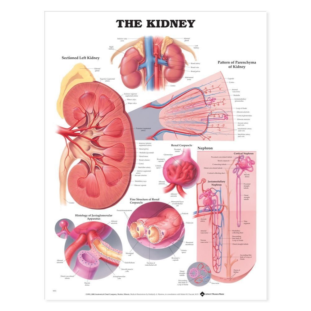 แผ่นโปสเตอร์ The Kidney Anatomical Chart (Paper) ed 1/2000