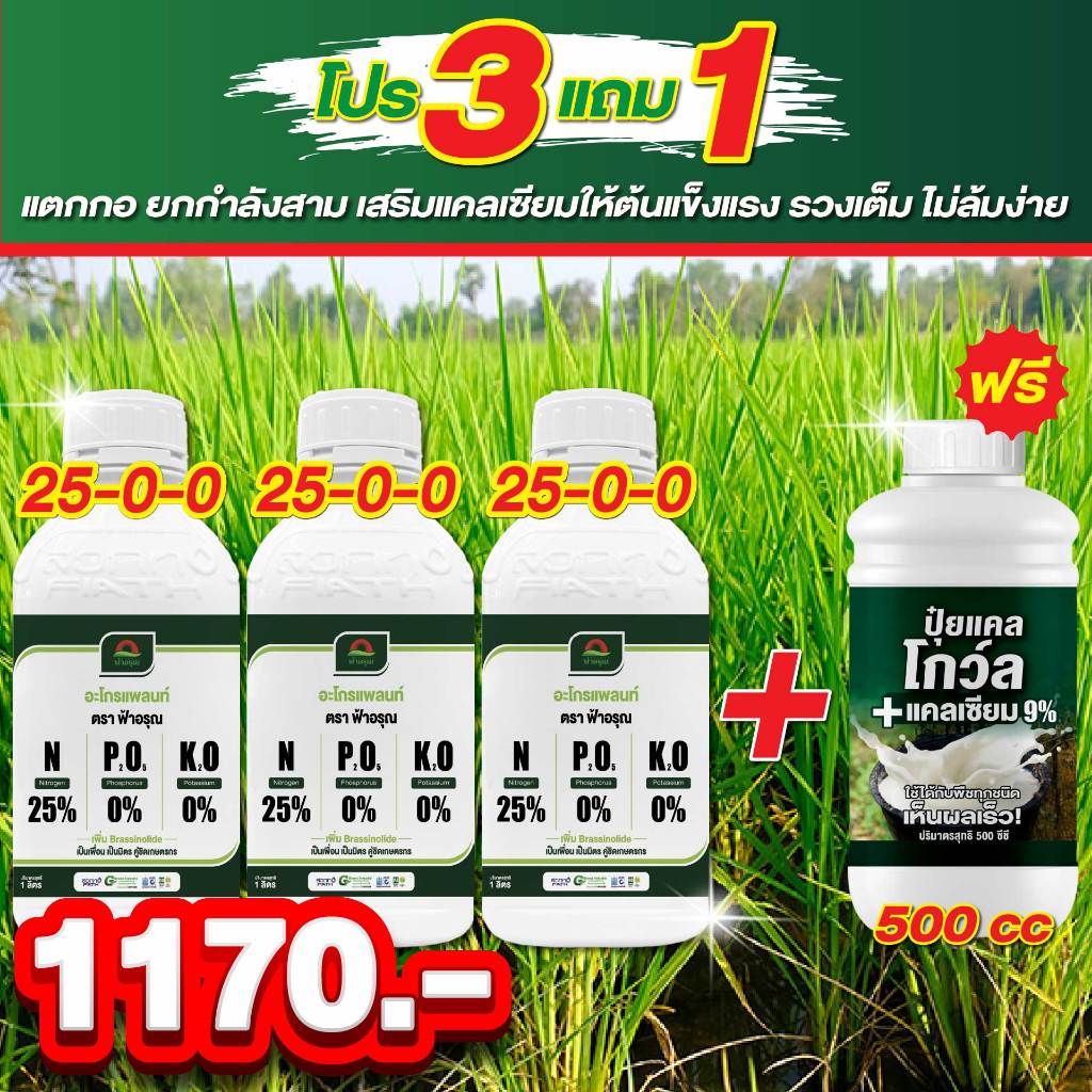 ต้องการข้าวแตกกอ ใบเขียวเข้ม โตไว แตกกอแน่น ไนโตรเจนจัดเต็ม ใบตั้ง ลำต้นอวบ เร่งฟื้นหลังฝนได้เยี่ยม 25-0-0 ตัวแรงแตกกอไว ราคา ถูกที่สุด ดีลบีเคเค แกลเลอรีภาพที่ 6