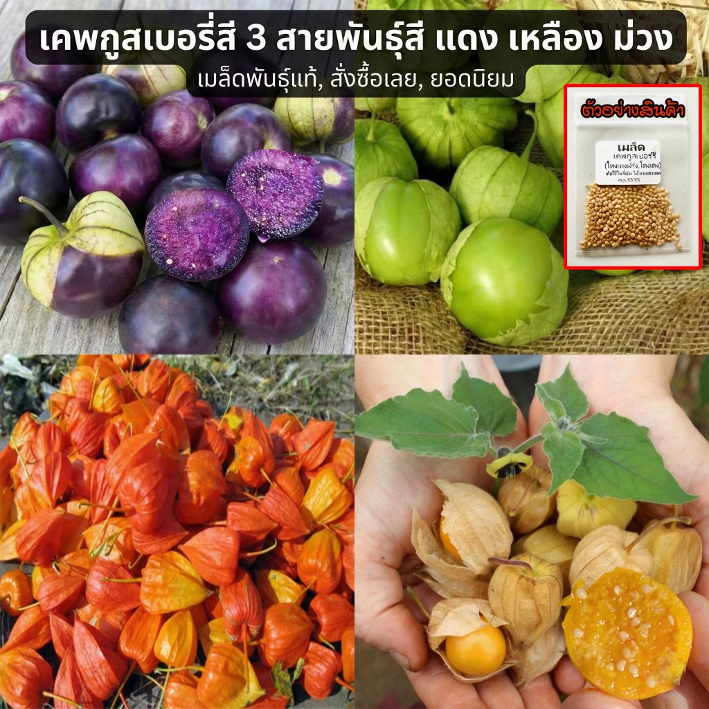เมล็ดพันธุ์เคพกูสเบอรี่ 3 สายพันธุ์ โทงเทงฝรั่ง โตงเตง 40-100 เมล็ด สีแดง เหลือง ม่วง ดูแลง่าย ปลูกง่าย (10แถม1)
