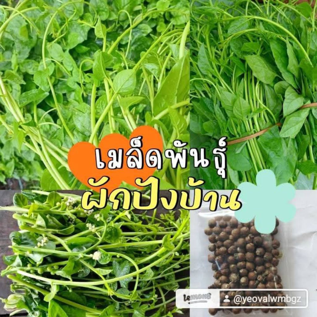 เมล็ดพันธุ์ผักปังบ้าน100เมล็ด39บาทซื้อ 2 แถม 1 – โปรปัง