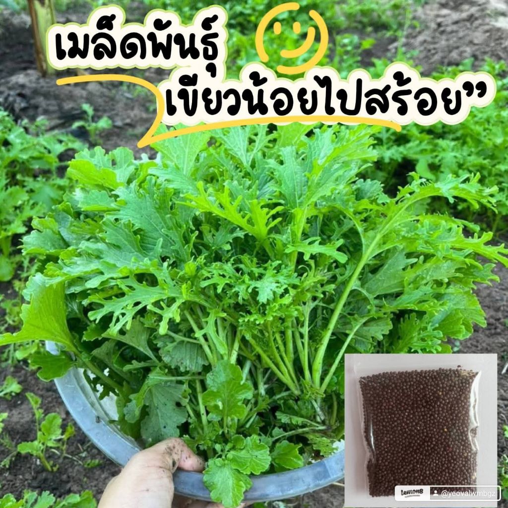 เมล็ดพันธุ์ผักกาดหิน 3,000 เมล็ด 39 บาทซื้อ 2 แถม 1 ซอง