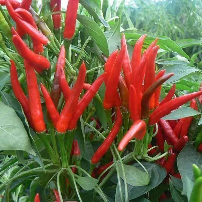 （สินค้าพร้อมส่ง）พริกช่อ พริกช่อ 500 เมล็ด เมล็ดพันธุ์พริกช่อ ปลูกง่าย ขึ้นไว ทำอาหารได้หลากหลาย