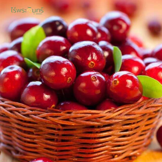 ผงแครนเบอร์รี่ มีอย. แท้ ไม่ผสมแป้งและน้ำตาล แบรนด์ไร่พระจันทร์ (Cranberry Powder ผงแครนเบอร์รี่ แครงเบอร์รี่ชงดื่ม)