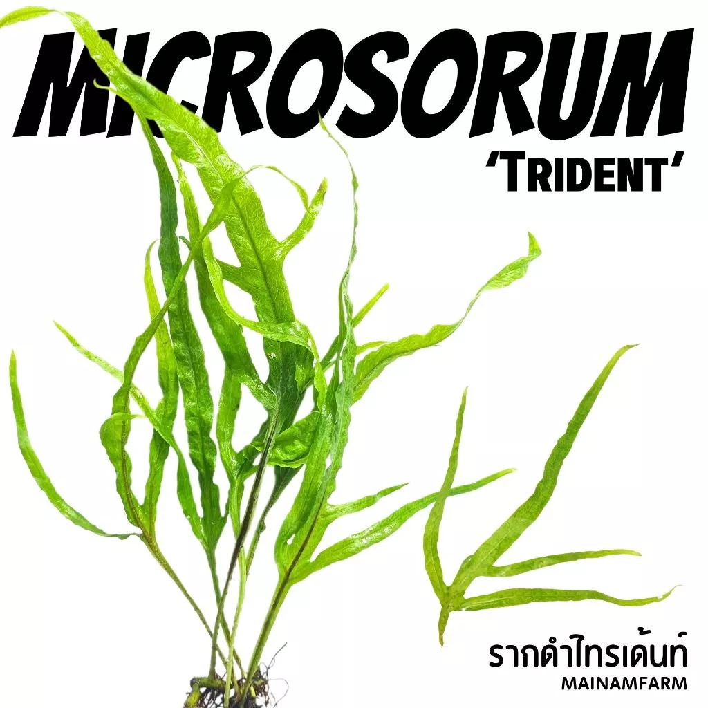 รากดำ ‘ไทรเด้นท์’ เลือกขนาดได้ – MICROSORUM PTEROPUS ‘TRIDENT’ ต้นไม้น้ำ